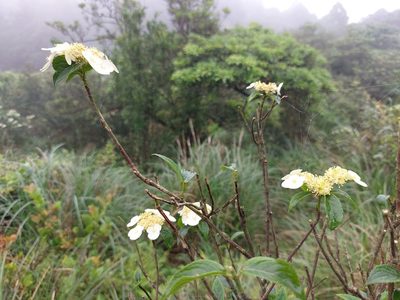 Hydrangea chinensis, photographed by 胡正恆(Jackson Hu)