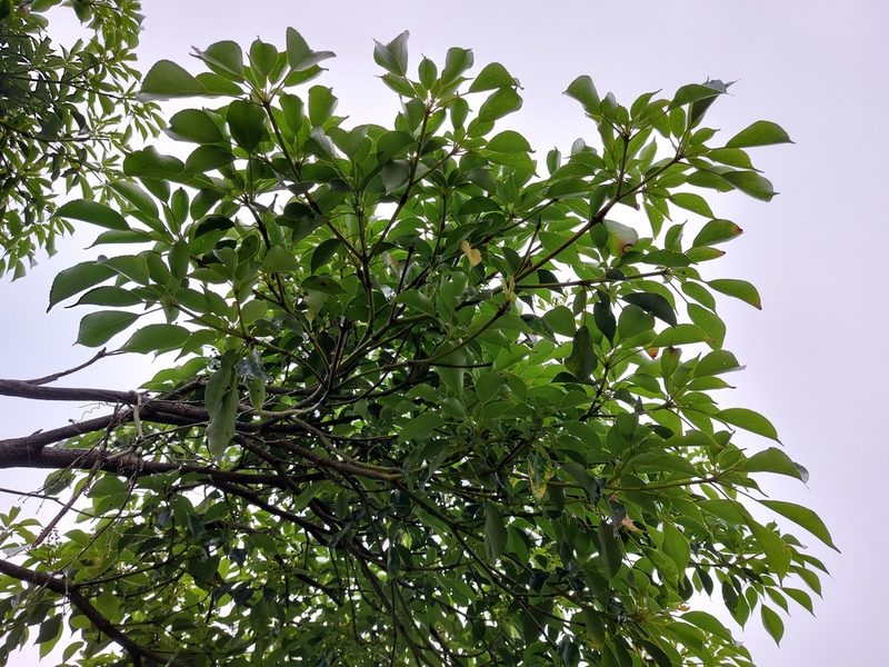Trochodendron aralioides, photographed by 胡正恆(Jackson Hu)