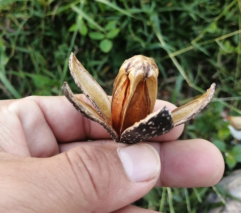 Cedrela odorata, photographed by Sebastián de Jesús Herrera Buenfil
