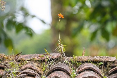 Epidendrum radicans, photographed by Attila Oláh