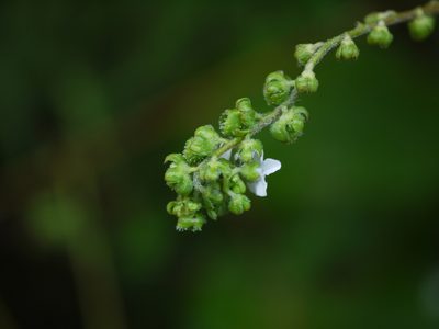 Adelocaryum coelestinum, photographed by Dinesh Valke