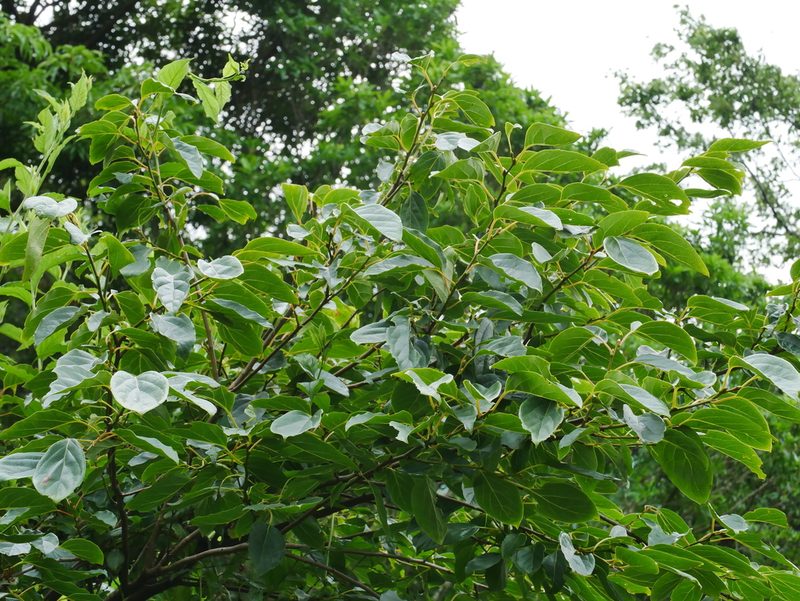Diospyros oldhamii, photographed by Jacy Chen