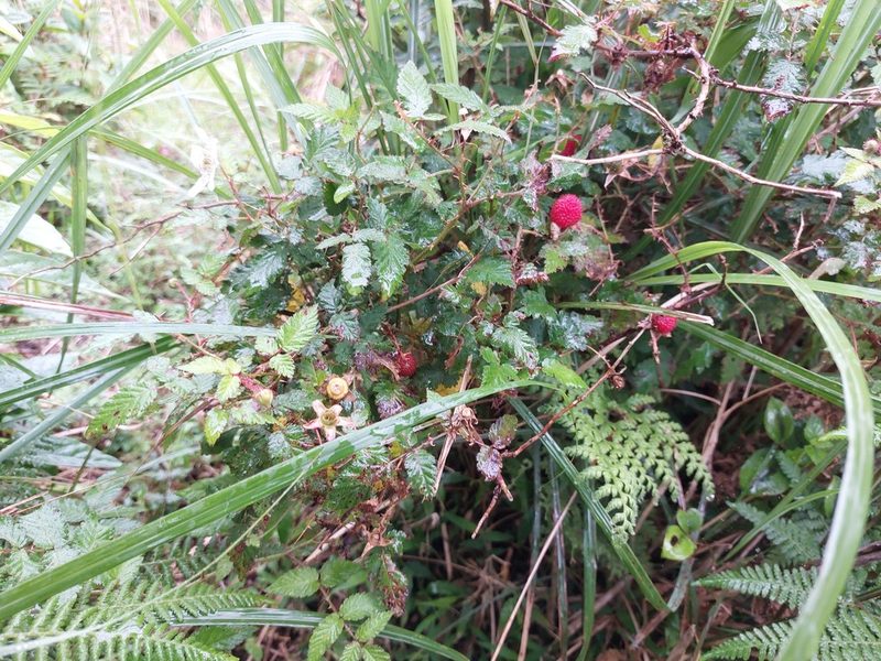Rubus croceacanthus, photographed by 胡正恆(Jackson Hu)