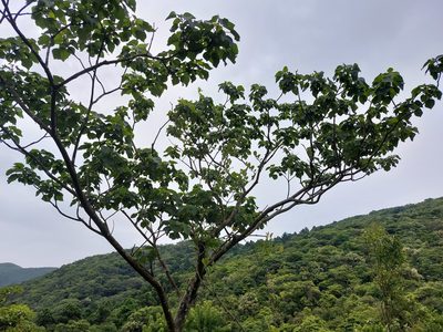 Mallotus japonicus, photographed by 胡正恆(Jackson Hu)