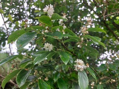 Symplocos paniculata, photographed by 胡正恆(Jackson Hu)