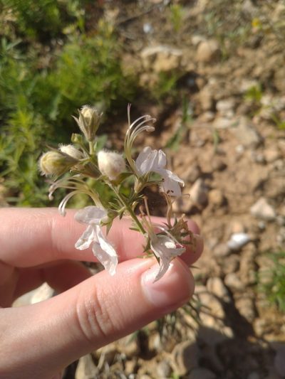 Teucrium pseudochamaepitys, photographed by Miriam Sokhet
