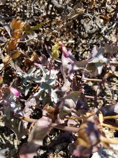 Penstemon clevelandii, photographed by Rod
