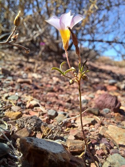 Oxalis burkei, photographed by Danie Palm