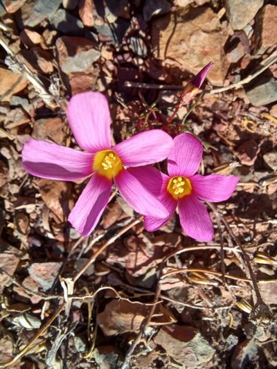 Oxalis leptogramma, photographed by Danie Palm