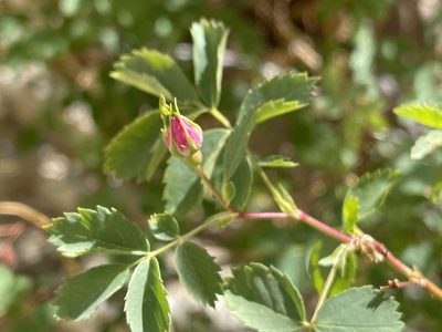 Rosa woodsii, photographed by Dee Shea Himes