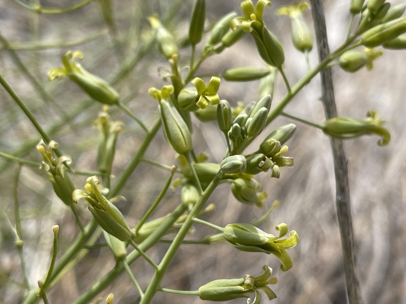 Streptanthus glaucus, photographed by Dee Shea Himes