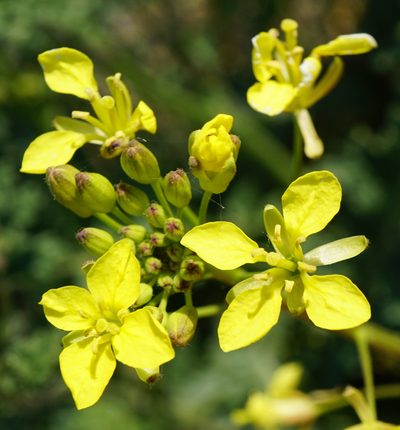 Erucastrum nasturtiifolium, photographed by Patrick Hacker