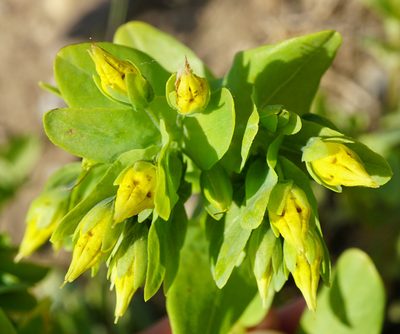 Cerinthe minor, photographed by Patrick Hacker