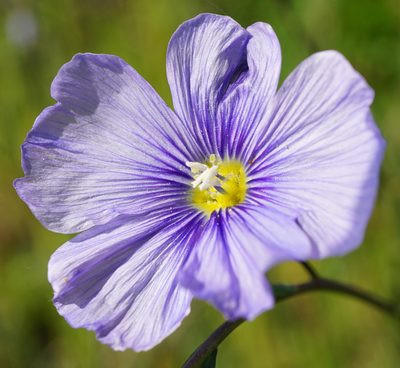 Linum austriacum, photographed by Patrick Hacker