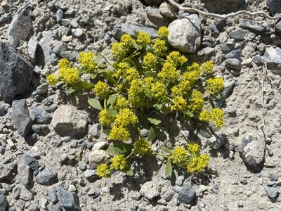 Lepidium flavum, photographed by Dee Shea Himes