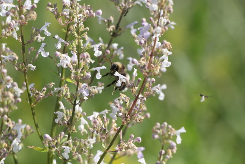 Nepeta nuda, photographed by Liubov Ilminska