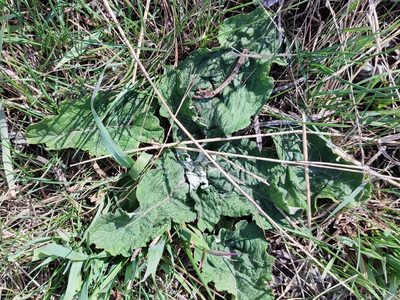 Arctium tomentosum, photographed by Yurii Basov