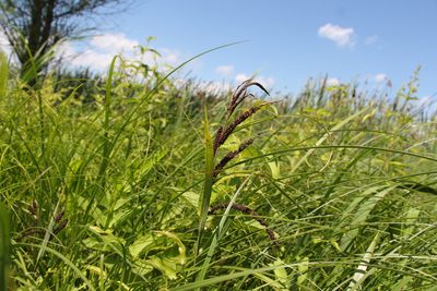 Carex acuta, photographed by Liubov Ilminska