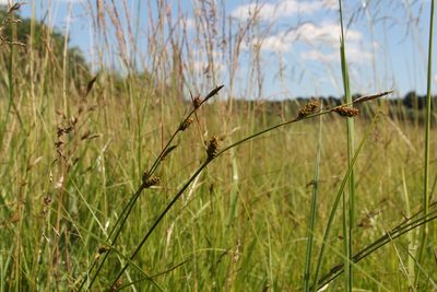 Carex distans, photographed by Liubov Ilminska