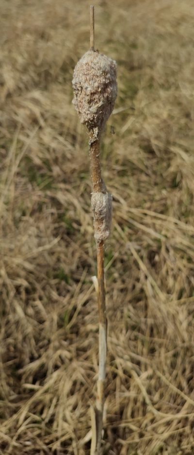 Typha incana, photographed by Yurii Basov