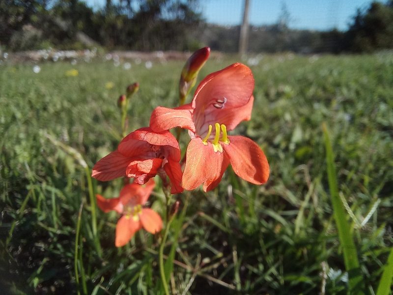 Tritonia laxifolia, photographed by flamelily