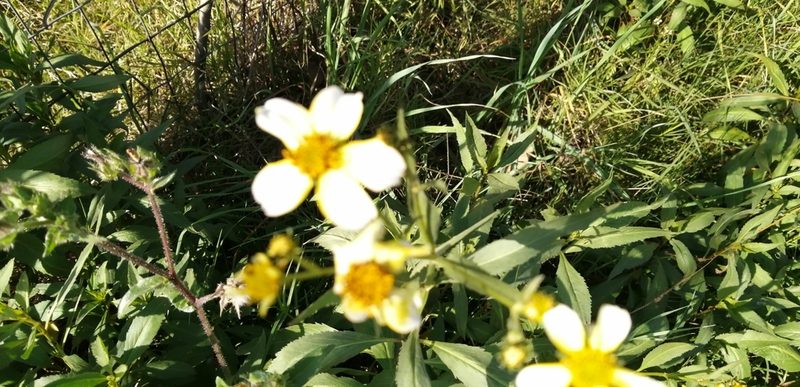 Bidens aurea, photographed by Karina Viera