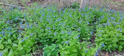 Mertensia virginica, photographed by Stari Plativky