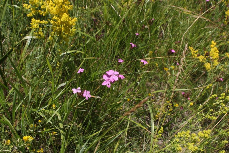 Dianthus membranaceus, photographed by Liubov Ilminska
