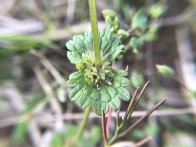 Lamium amplexicaule, photographed by adam busey