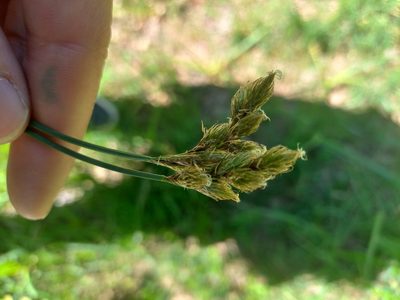 Carex leporina, photographed by Jean-Silouane Rebours