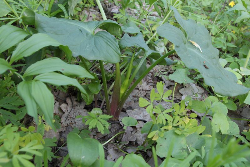 Arum besserianum, photographed by Liubov Ilminska
