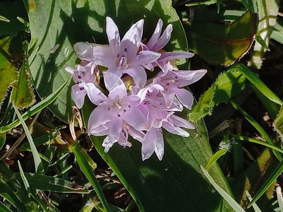 Lachenalia ensifolia, photographed by flamelily