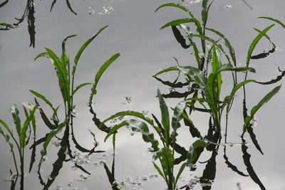 Rumex hydrolapathum, photographed by Liubov Ilminska