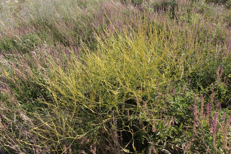 Rapistrum perenne, photographed by Liubov Ilminska