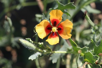 Glaucium corniculatum, photographed by Liubov Ilminska