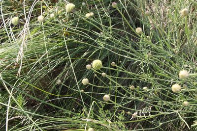 Cephalaria uralensis, photographed by Liubov Ilminska
