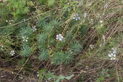 Nigella arvensis, photographed by Liubov Ilminska