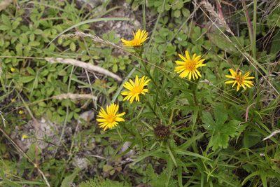 Pentanema ensifolium, photographed by Liubov Ilminska