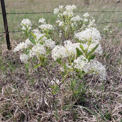 Ceanothus herbaceus, photographed by Robert Hoard