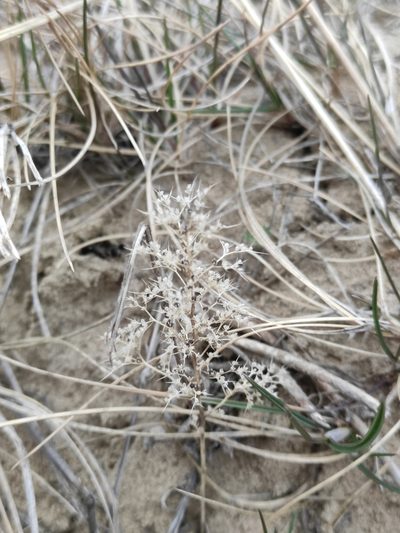 Teloxys aristata, photographed by Юлия