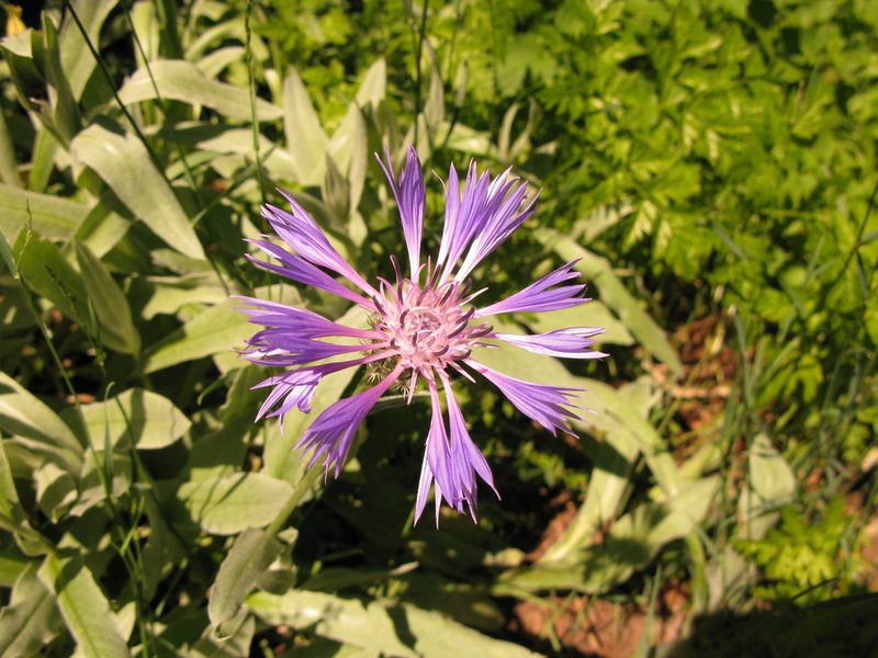 Centaurea fuscomarginata, photographed by Andrey Polstianoi