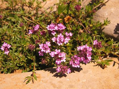 Thymus callieri, photographed by Andrey Polstianoi