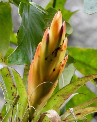 Tillandsia multicaulis, photographed by Grete Pasch