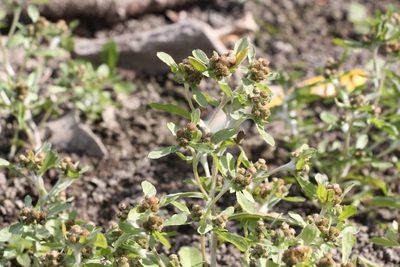 Gnaphalium rossicum, photographed by Liubov Ilminska