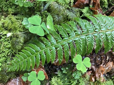 Polystichum aculeatum, photographed by Jason Grant