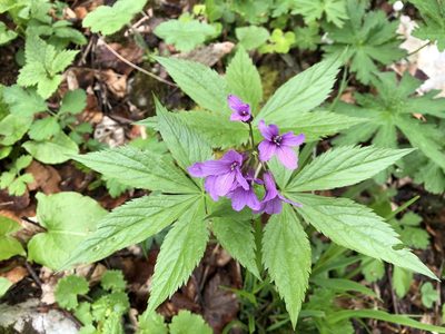 Cardamine pentaphyllos, photographed by Jason Grant