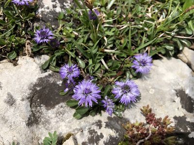 Globularia cordifolia, photographed by Jason Grant
