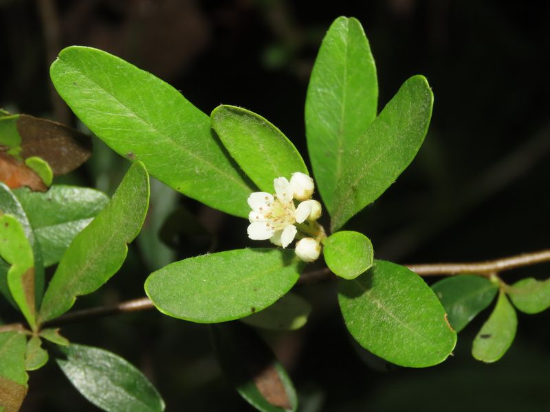 Pyracantha koidzumii, photographed by chiuluan