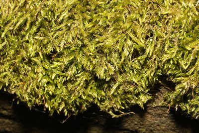 Hypnum cupressiforme, photographed by Stephen James McWilliam
