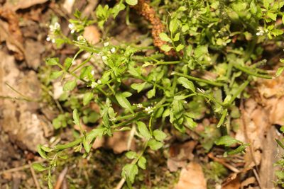 Cardamine flexuosa, photographed by Stephen James McWilliam